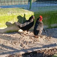 Galline AMERICANE nane