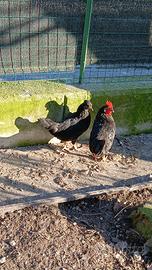 Galline AMERICANE nane