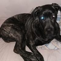 Cane Corso Cucciolo