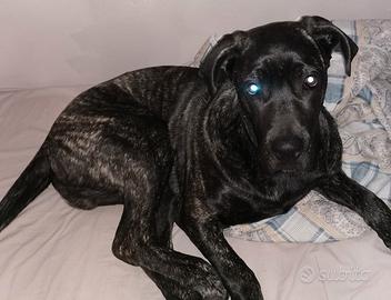 Cane Corso Cucciolo