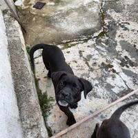 Cane corso