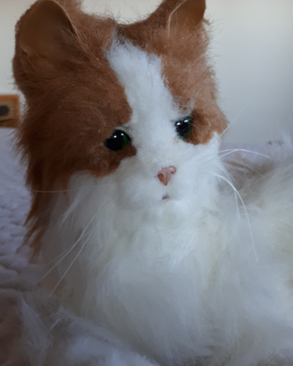 Gioco gatto
