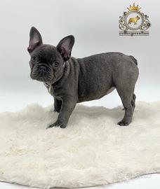 Esclusiva Principessina Bulldog Francese Total Blu