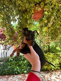 Cucciolo di Pinscher Nano