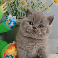 British Shorthair Blue