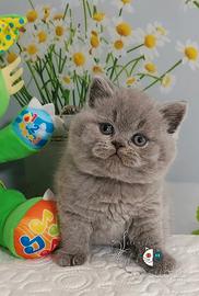 British Shorthair Blue