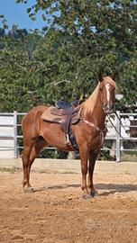 Cavallo