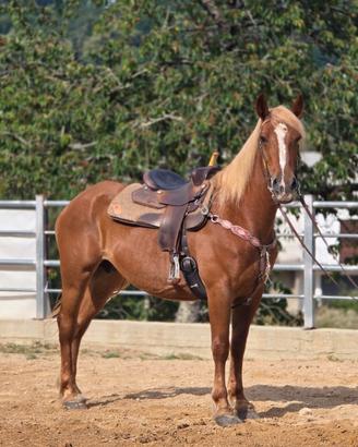 Cavallo