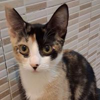 Gattina mix europeo/sphynx longilinea( consegna)