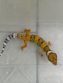 Geco Leopardino
