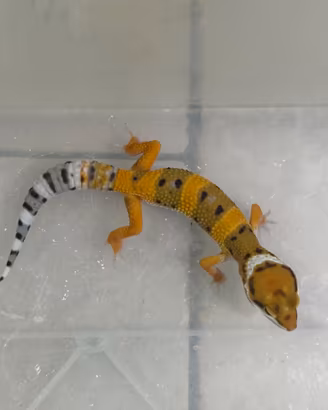 Geco Leopardino