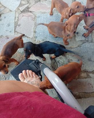 Cuccioli bassotto tedesco nano