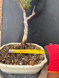 Prebonsai Cipresso