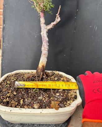 Prebonsai Cipresso