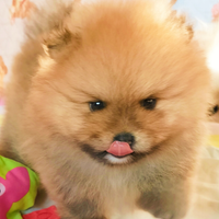 Cucciolo Pomerania nano con Pedigree