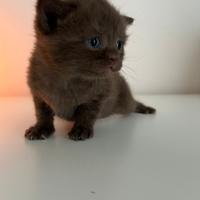 British Shorthair