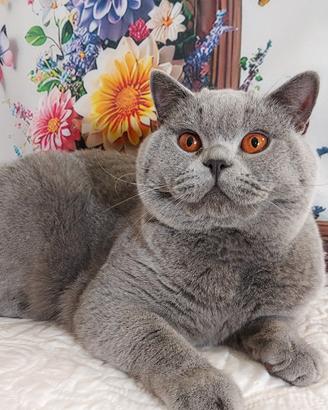 British Shorthair 
