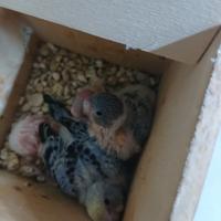 Pulli di pappagallo coccorita