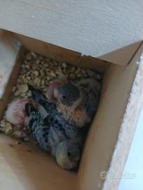 Pulli di pappagallo coccorita