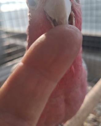 Pulli di cacatua rosecapilla