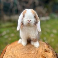 Conigli minilop VACCINATI con libretto