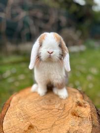 Conigli minilop VACCINATI con libretto