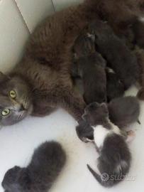 Gattini mix simil certosini