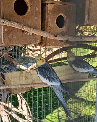 Calopsite, inseparabili, coco