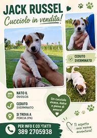 Jack Russell