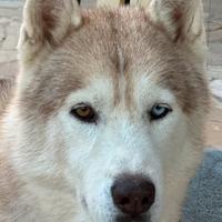 Siberian Husky da Monta