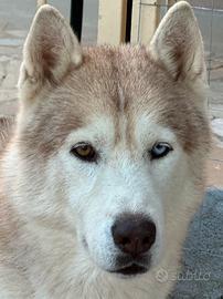 Siberian Husky da Monta