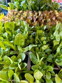 Piante per orto/ giardinaggio e sementi