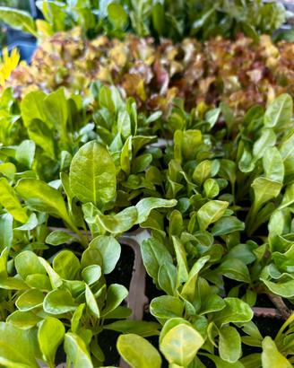 Piante per orto/ giardinaggio e sementi