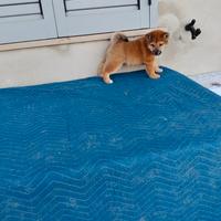 Shiba inu con pedigree enci