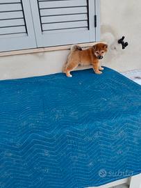 Shiba inu con pedigree enci