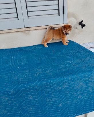 Shiba inu con pedigree enci