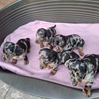 Bassotto arlecchino silver cuccioli