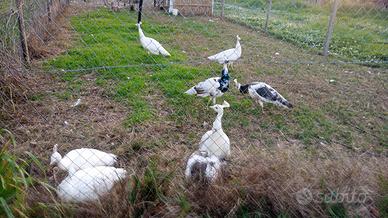 Pavoni bianchi ed Arlecchini