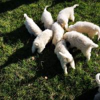 Cuccioli di maremmano