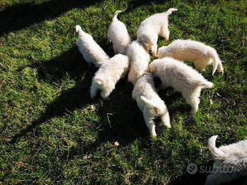 Cuccioli di maremmano