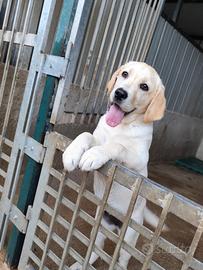 Cucciola labrador con pedigree
