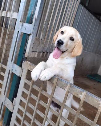 Cucciola labrador con pedigree