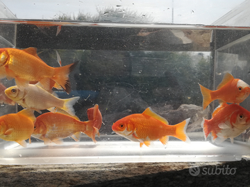 Pesci rossi