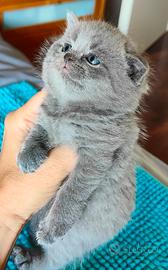 Gattini Scottish Fold and Straight con Pedigree