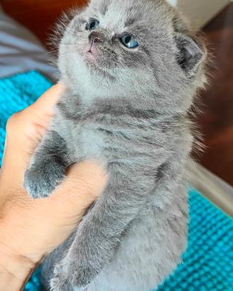 Gattini Scottish Fold and Straight con Pedigree