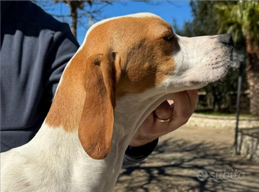 Cucciolo di pointer