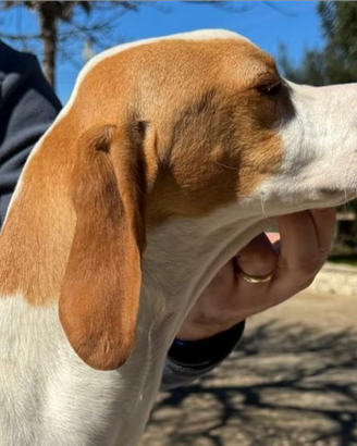 Cucciolo di pointer