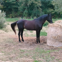 Cavallo