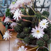 Pianta Grassa Echinopsis tubiflora