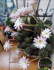 Pianta Grassa Echinopsis tubiflora